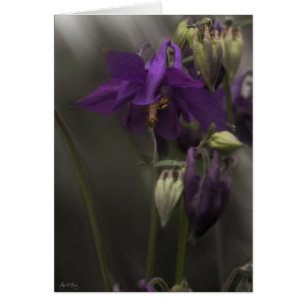 Columbine au soleil
