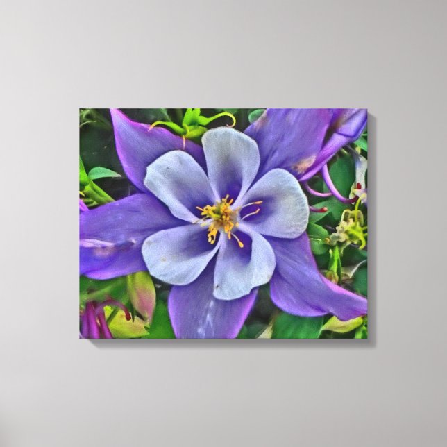 Columbine flower canvas wrap print (Front)