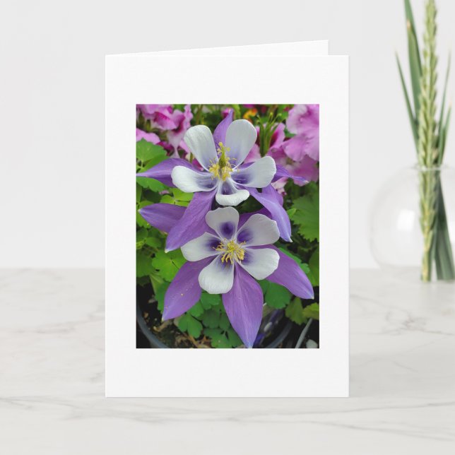 Columbine flower greeting card (Front)