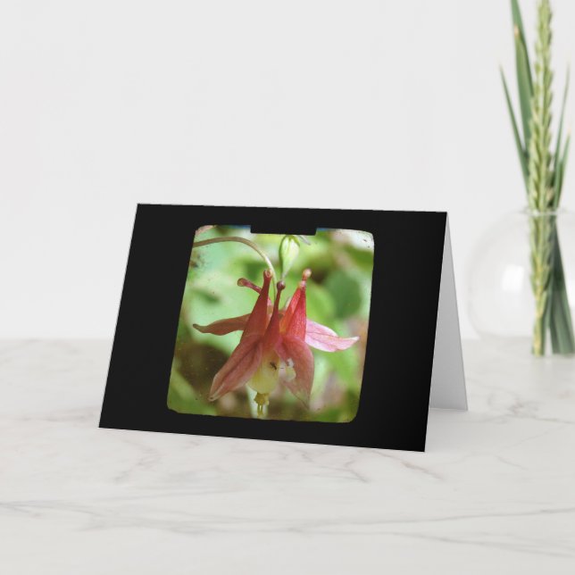 Columbine Flower TTV Card (Front)