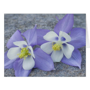 Columbine Flowers