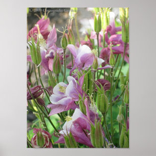 COLUMBINE FLOWERS poster