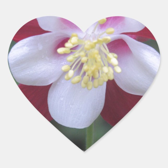 Columbine Heart Sticker (Front)