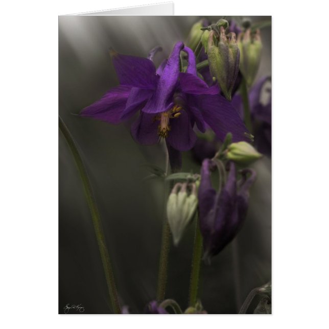 Columbine in the Sunlight (Front)