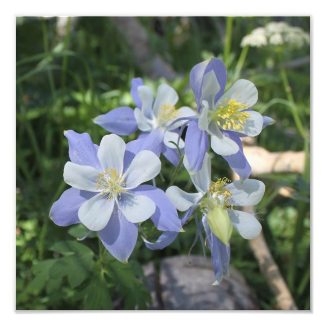 Columbine Photo Enlargement (Front)