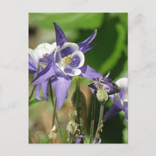 Columbine Plants Postcard (Front)