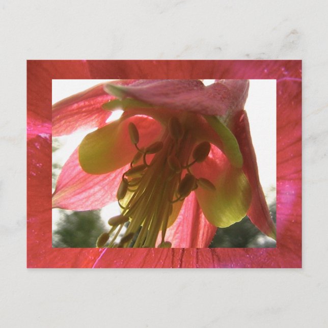 columbine postcard (Front)