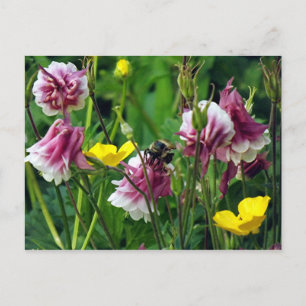 Columbine Postcard