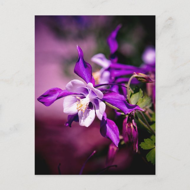 Columbine Postcard (Front)