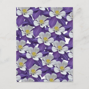 Columbine Purple and White Flower Pattern Postcard