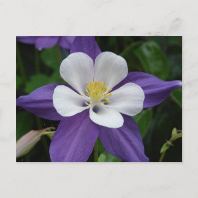Columbine Purple and White Flower Postcard (Front)