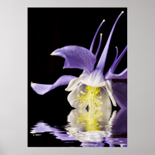 Columbine Reflecting Poster