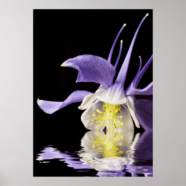 Columbine Reflecting Poster (Front)