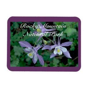 Columbine Rocky Mountain National Park Magnet