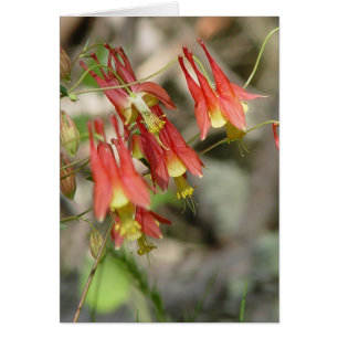 Columbine sauvage