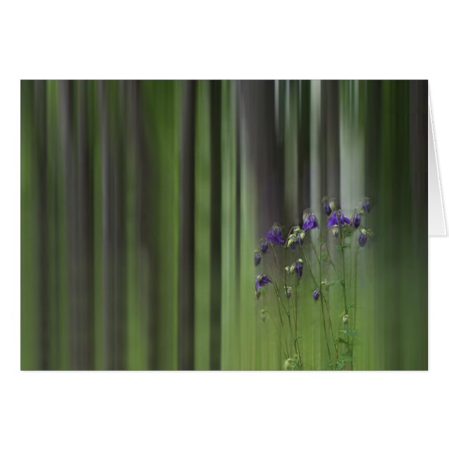 Columbine Spring (Front Horizontal)