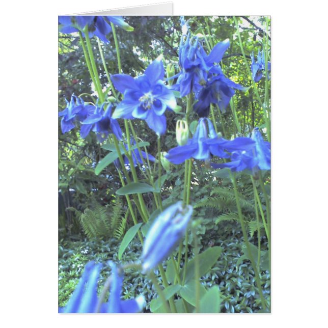 Columbines croissants de ressort (Devant)