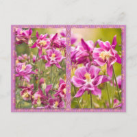 Columbines Diptych