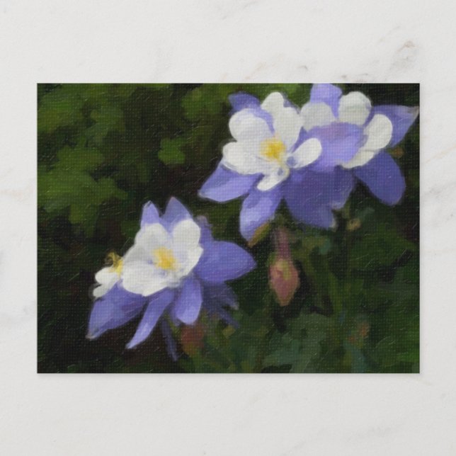 Columbines Postcard (Front)