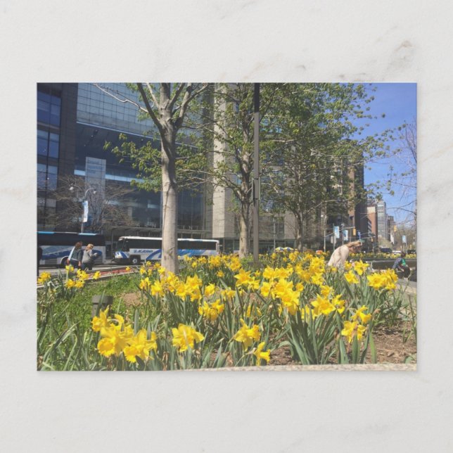 Columbus Circle Daffodils NYC Springtime Postcard (Front)