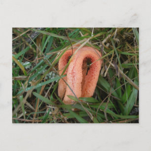 Columned Stinkhorn Mushroom OBX #1 Postcard