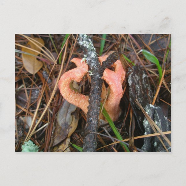 Columned Stinkhorn Mushroom OBX Postcard (Front)