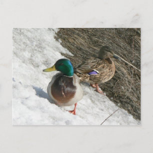 colvert mâle et femelle sur la carte postale de ne