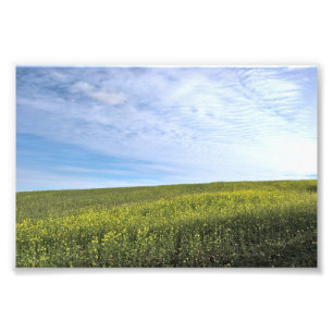 Colza Field - Photo Print