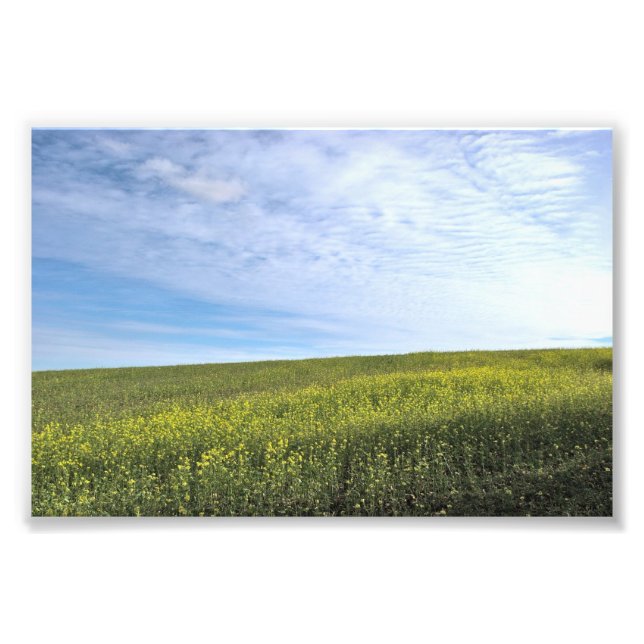 Colza Field - Photo Print (Front)