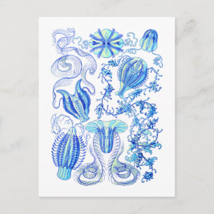 Comb jellies postcard