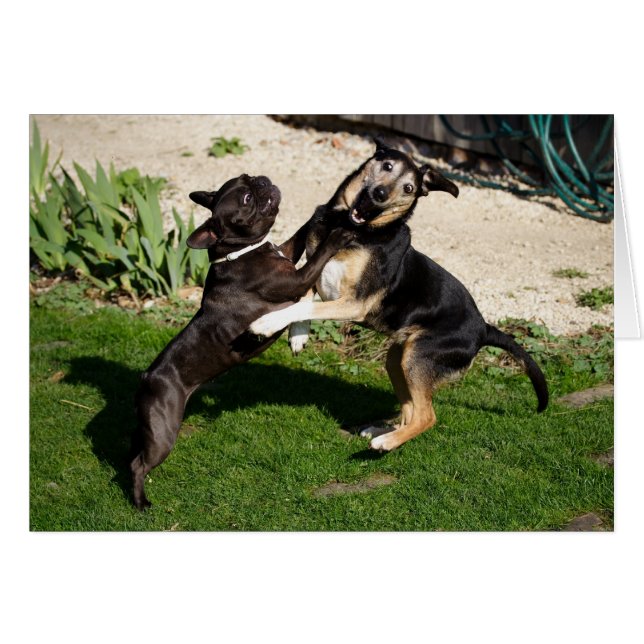 Combattre les chiens (Devant horizontal)