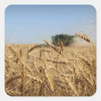 Combine in Wheat Field Square Sticker