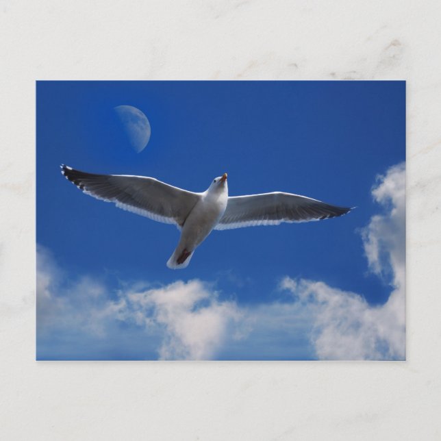 Come Fly With Me Postcard (Front)