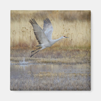 Come fly with me Sandhill Crane Magnet