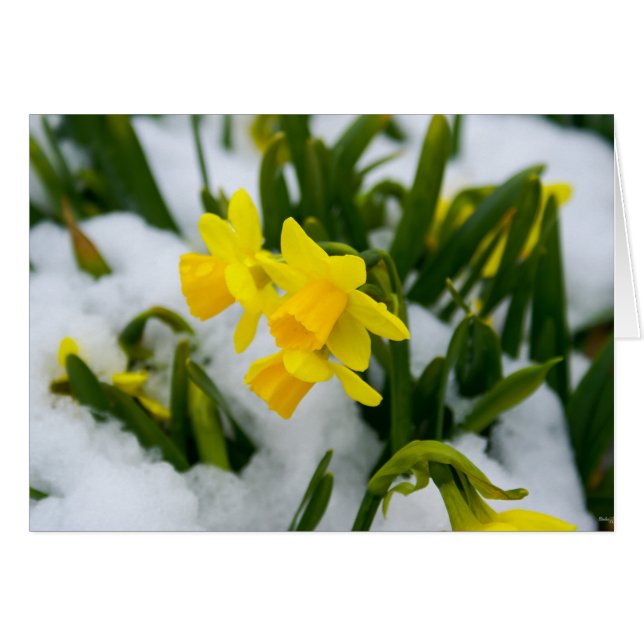 Come On Spring Time (Front Horizontal)