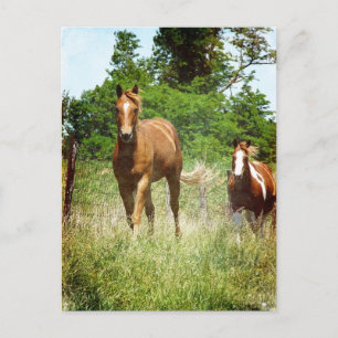 Come when Called, Two Horses Postcard