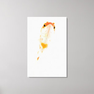 Comet / Comet-tailed goldfish Canvas Print