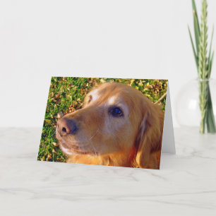 Comet, sit, stay Good Boy! Card