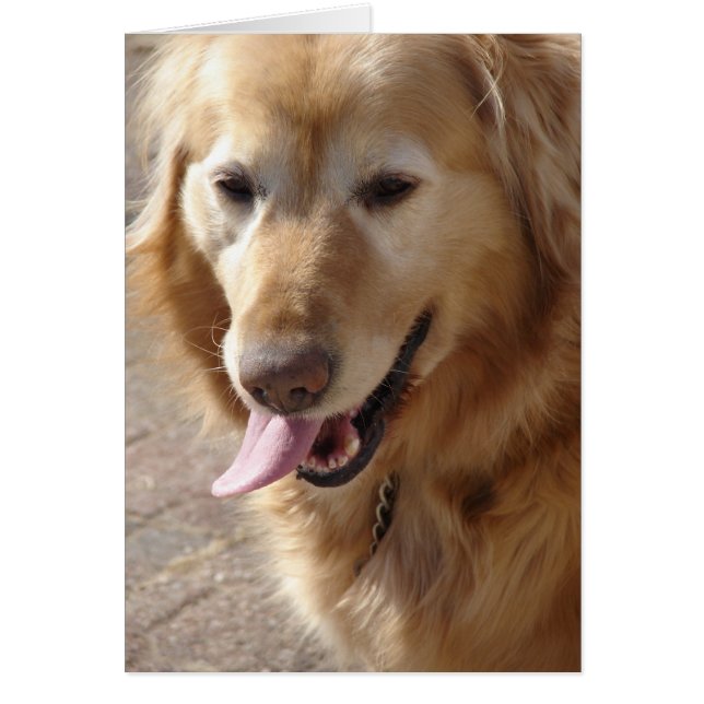Comet the Golden Retriever (Devant)