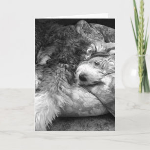 Comfortable Snooze Old English Sheepdog Card