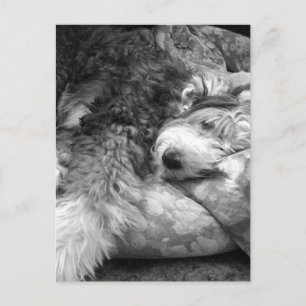 Comfortable Snooze Old English Sheepdog Postcard