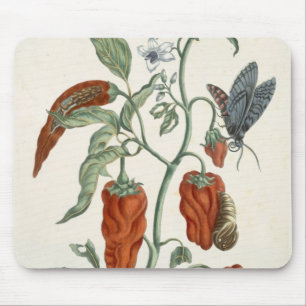 Comfrey, from 'A Curious Herbal', 1782 (colour eng Mouse Pad