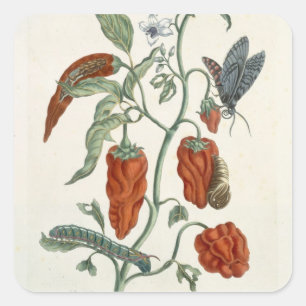 Comfrey, from 'A Curious Herbal', 1782 (colour eng Square Sticker