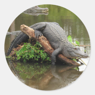 Comfy Cozy Gator Stickers