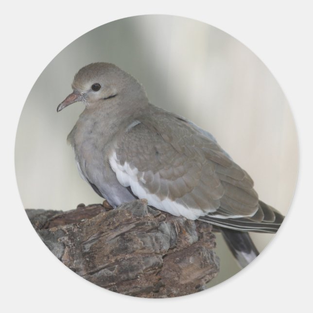 Comfy Dove Sticker (Front)