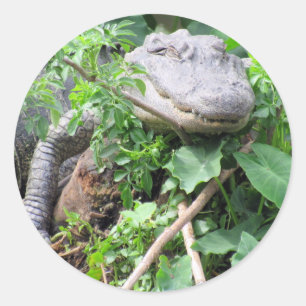Comfy Gator Stickers