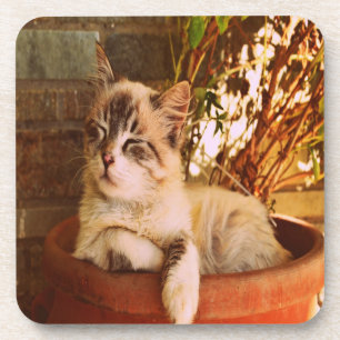 Comfy Sleepy Kitty Coaster