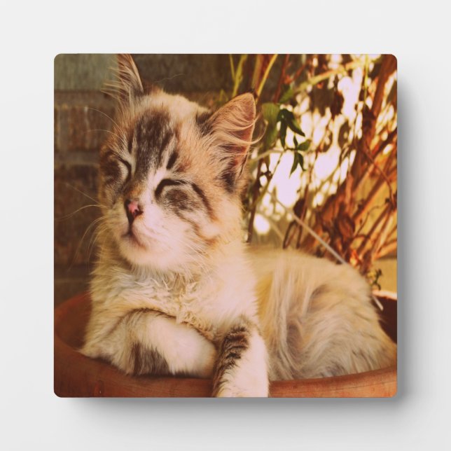 Comfy Sleepy Kitty Plaque (Front)