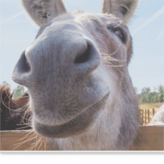 Comical Grey Smiling Donkey