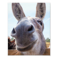 Comical Grey Smiling Donkey